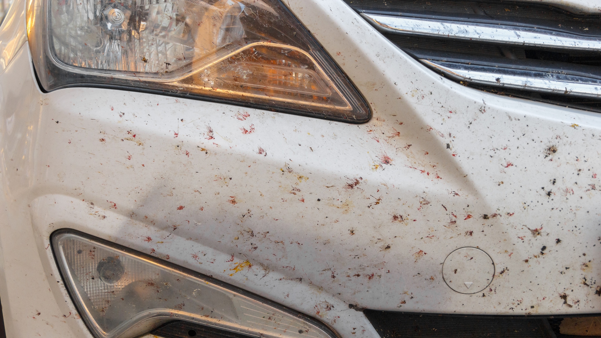 Closeup of a white car bumper full of bugs